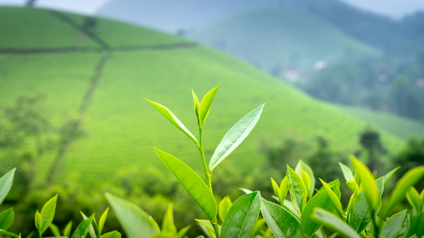 The Rich History of Ceylon Tea: From Plantation to Your Cup