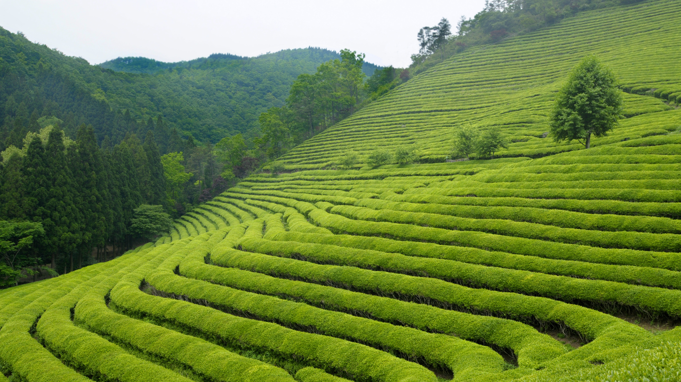 How to Brew the Perfect Cup of Sri Lankan Tea: Tips and Tricks