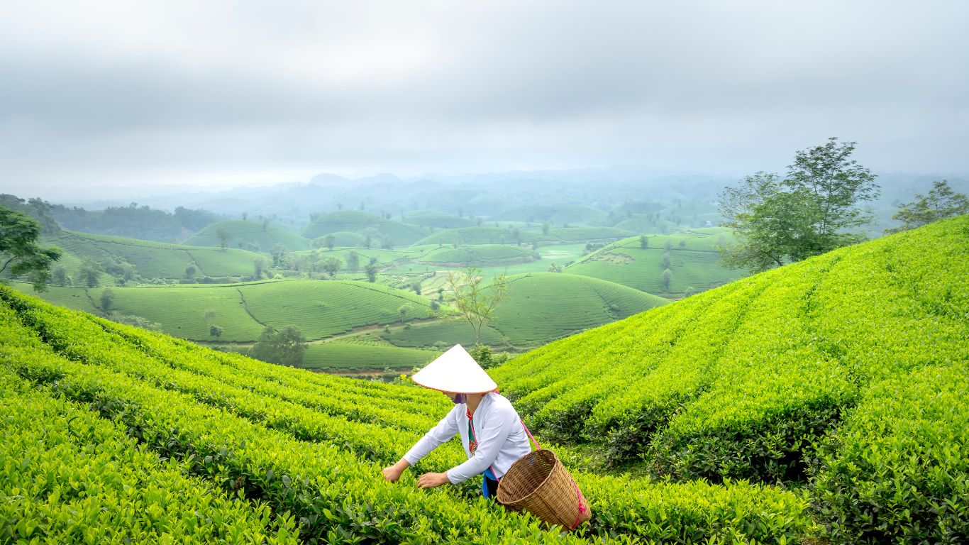 Benefits of Drinking Tea: Why It’s More Than Just a Beverage