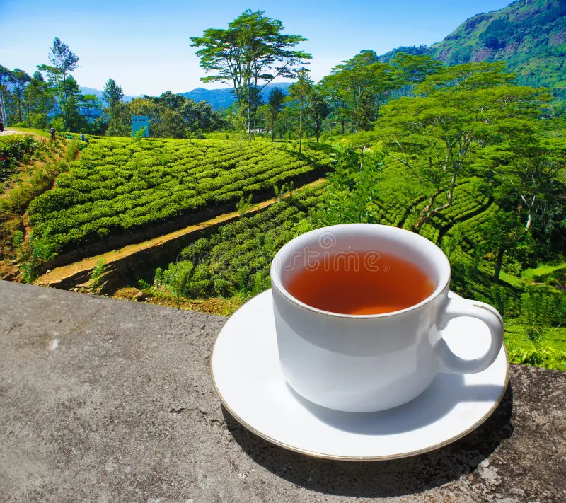 sri-lanka-tea-hills-cup-plantation-144914767